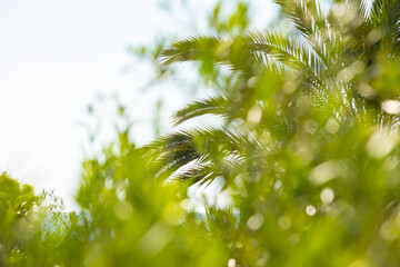 Zielone liście palmy na tle niebieskiego nieba, tapeta do projektu, tło, efekt bokeh © anettastar