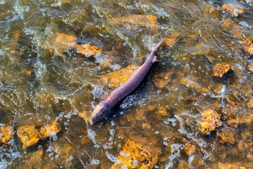 Fototapeta premium Lake Sturgeon Spawning At The Fox River Dam And Rapids At De Pere, Wisconsin, In Spring