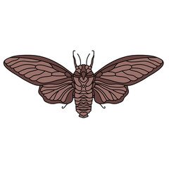 butterfly on white background