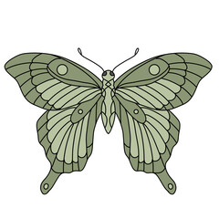 butterfly vector illustration