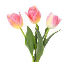 Three beautiful colorful tulips isolated on white