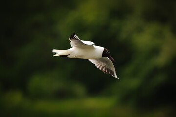  Seagulls on the lake in the morning