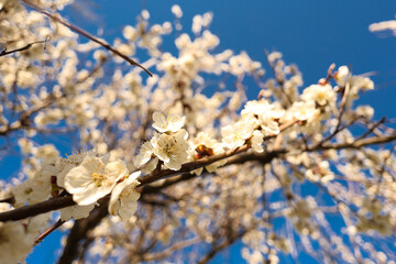 Apple tree blossom in spring. Wide angle.