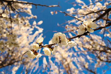 Apple tree blossom in spring. Wide angle.