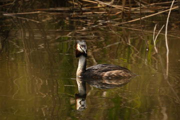 Moorhens and their chicks on the lake.