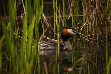 Moorhens and their chicks on the lake.