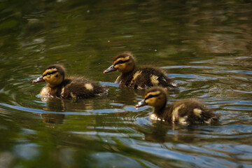Wild ducklings on the lake.