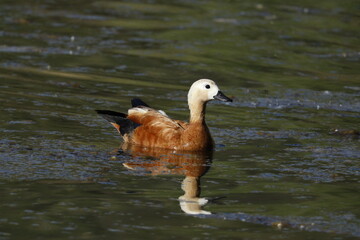 bird, duck, water, animal, goose, nature, lake, wildlife, beak, geese, feather, wild, mallard, pond, white, isolated, waterfowl, fowl, swimming, animals, feathers, birds, duckling, cute