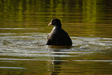 Moorhens and their chicks on the lake.