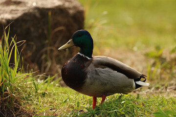 Wild duck on the lake.