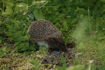  Hedgehog in the wild forest.