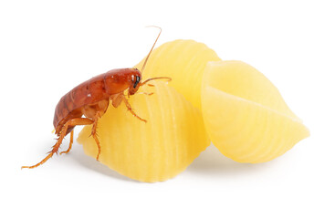Cockroach crawling on pasta against white background