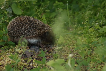  Hedgehog in the wild forest.