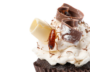 Cockroach crawling on cupcake against white background
