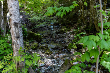 Fototapeta premium Waterfall and stream in alpine mountain forest in late spring surrounded by greenery