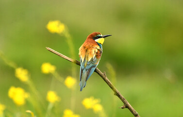 abejarucos en primavera