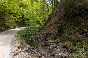 Forest path in the Alps surrounded by green trees in May