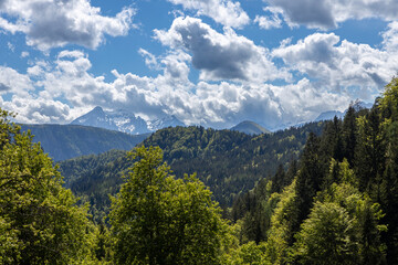 Obraz premium Alpine forest and snow-capped mountains on the horizon in May during the day