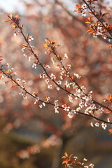 Sakura tree blossom in spring.
