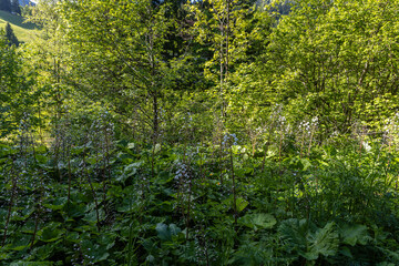 Various green forest alpine plants in May evening