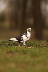 Pigeon in the spring forest.