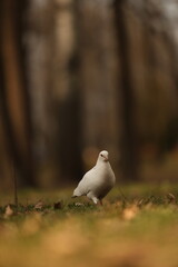Pigeon in the spring forest.