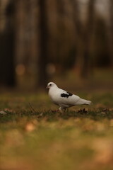 Pigeon in the spring forest.