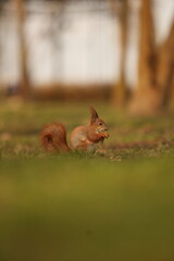 Squirrel in the spring forest.