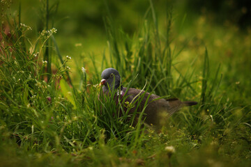 Wild pigeon in the forest.