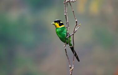 Long-tailed broadbill