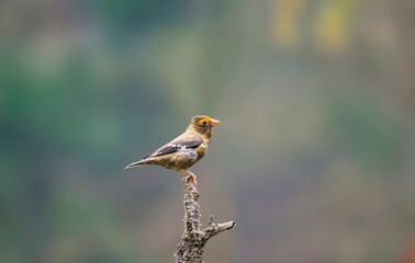 Spectacled finch
