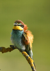 abejarucos en primavera