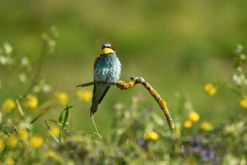 abejarucos en primavera