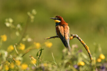 abejarucos en primavera