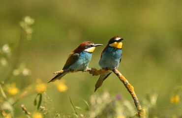 abejarucos en primavera