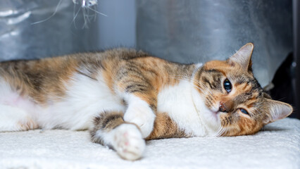 A Charming Calico Cat Posing Comfortably on a Soft Surface, Appearing Peaceful and Cute