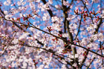 Closeup of a cherry blossom tree with pink flowers against blue sky