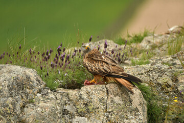 milanos en primavera en el campo