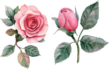Obraz premium pink rose on white background
