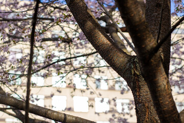 Fototapeta premium A beautiful tree with purple flowers stands in front of a building