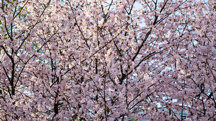 Close up of a cherry blossom tree with pink flowers and blue sky