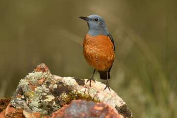 roquero rojo en primavera