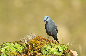 roquero solitario en primavera