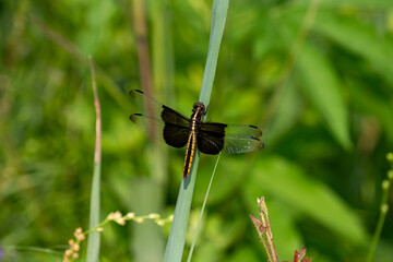 Widow Skimmer Dragongly at Tyler State Park