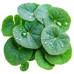 Centella asiatica leaves close up with rain drop,isolated on a White background