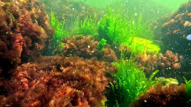 Underwater life, green algae Enteromorpha and red algae Porphira and Ceramium on rocks in spring near the shore