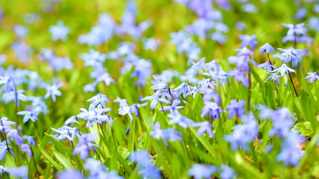 Blue scilla flowers blooming in the spring garden on the Alpine hill. Beautiful blue spring flowers on a sunny day. Close-up b-roll footage.
