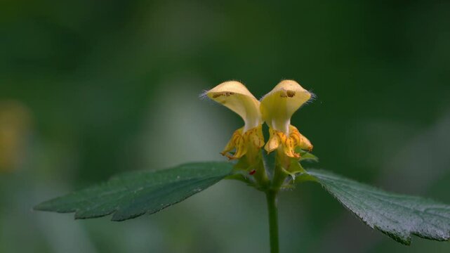 Golden Dead Nettle in natural ambient, spring, flowering (Lamium galeobdolon)