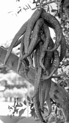 Dried Pepper Hanging Outdoors On String In Monochrome Close View. Black And White Photograph Showing Organic Vegetable Preserved In Natural Light