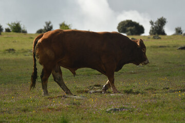 vacas pastando en el campo